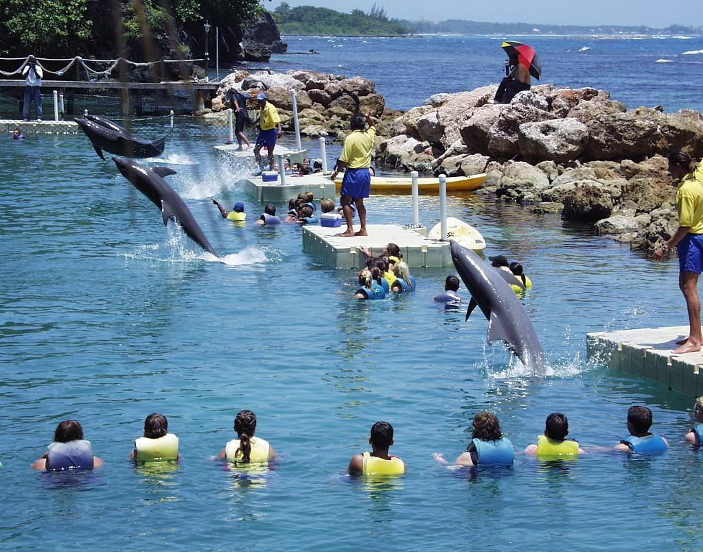 Ocho Rios Under The Palmsヴィラ エクステリア 写真