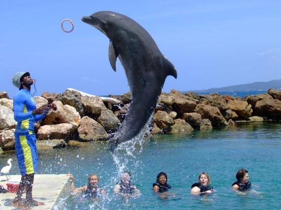 Ocho Rios Under The Palmsヴィラ エクステリア 写真